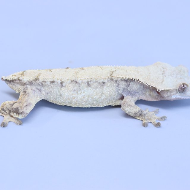 Drippy White Spot Tri Extreme Harlequin Normal