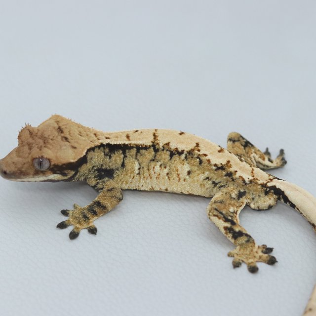 Normal Tri Extreme Harlequin Tangerine