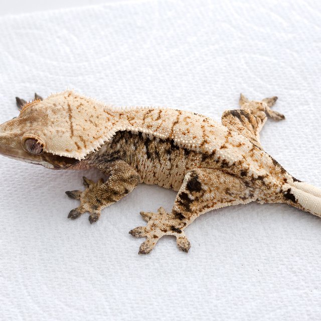 드리피 화이트스팟 트라이 익스트림할리퀸