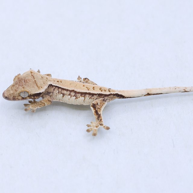 트라이 익스트림할리퀸