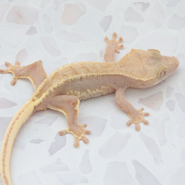 Lilly White Hypo