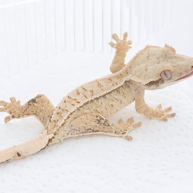 Drippy White Spot Tri Extreme Harlequin