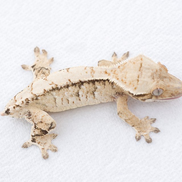 Drippy White Spot Tri Extreme Harlequin Normal
