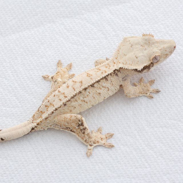 Drippy White Spot Tri Extreme Harlequin Normal