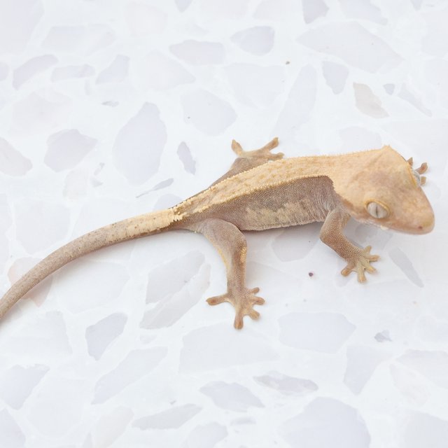 Hypo