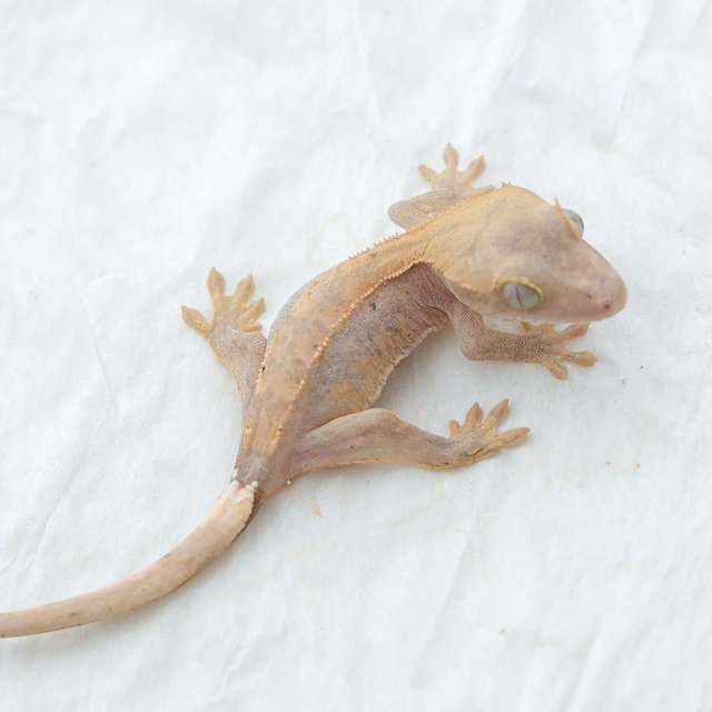 Hypo
