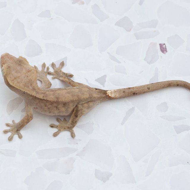 Hypo
