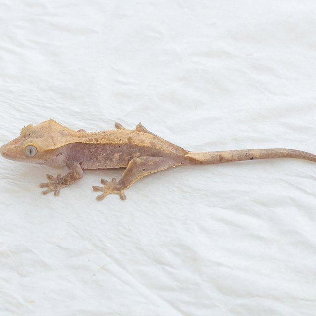 Hypo