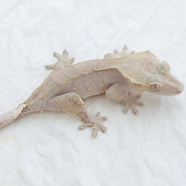 Phantom Hypo