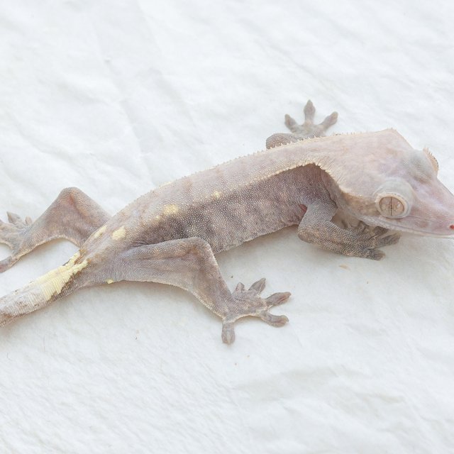 Cappuccino Hypo