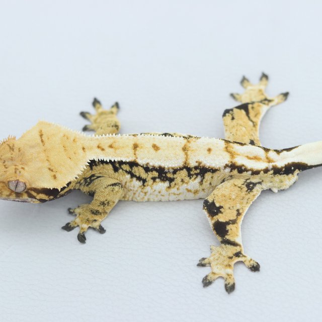 Normal Tri Extreme Harlequin