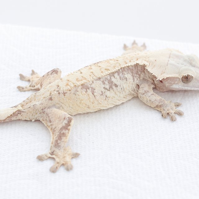 Red White Spot Tri Extreme Harlequin