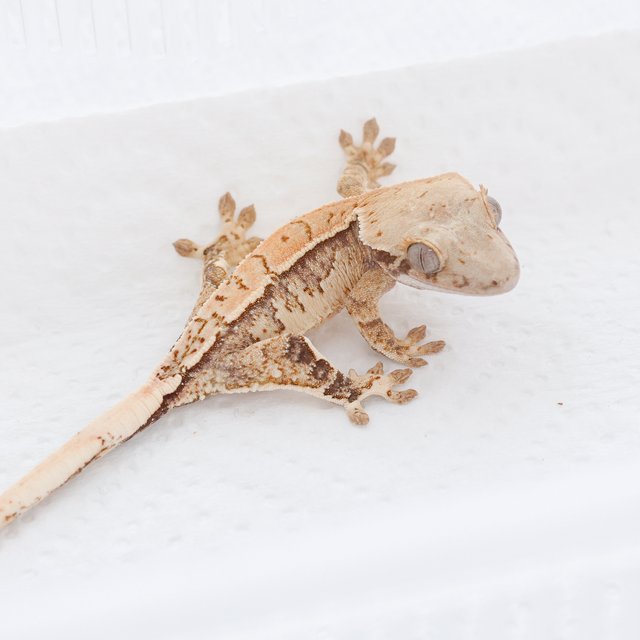 Drippy White Spot Tri Extreme Harlequin Normal