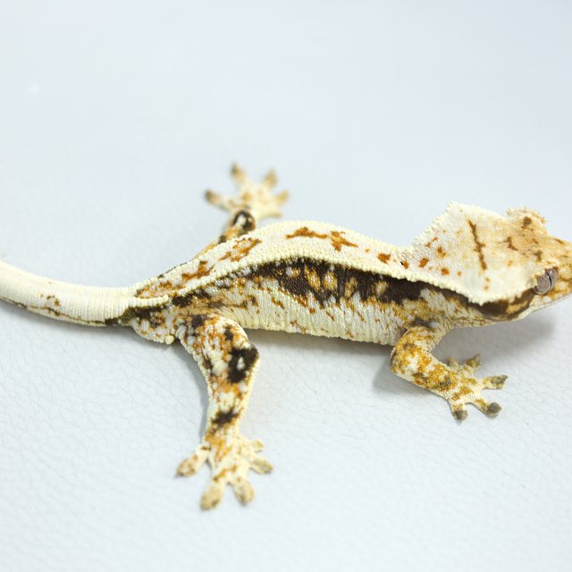 노멀 트라이 쿼드