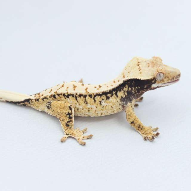 Normal Tri Extreme Harlequin White Spot