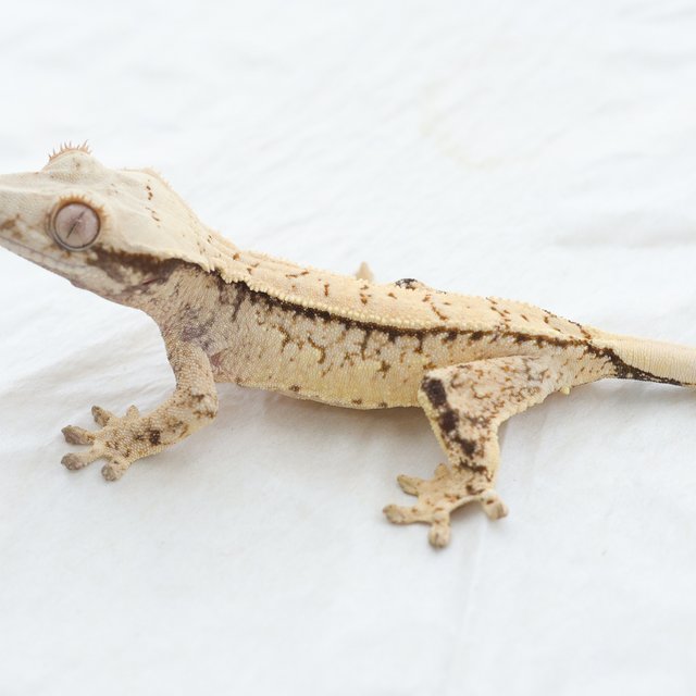 Drippy Tri Normal Extreme Harlequin White Spot