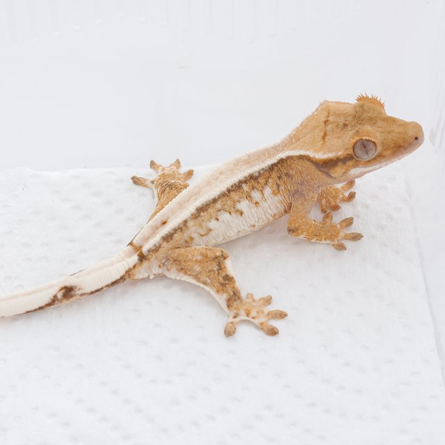 Extreme Harlequin Normal Tri