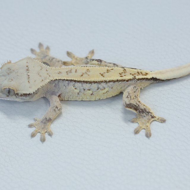 화이트스팟 노멀