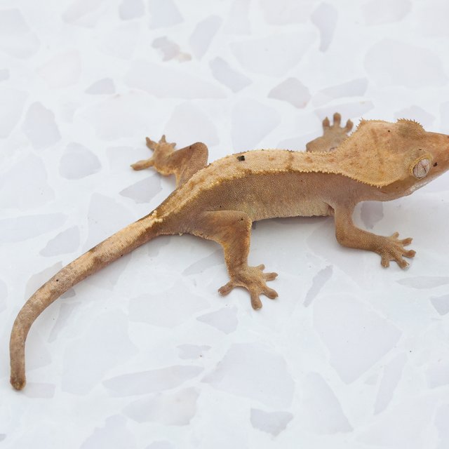 Hypo