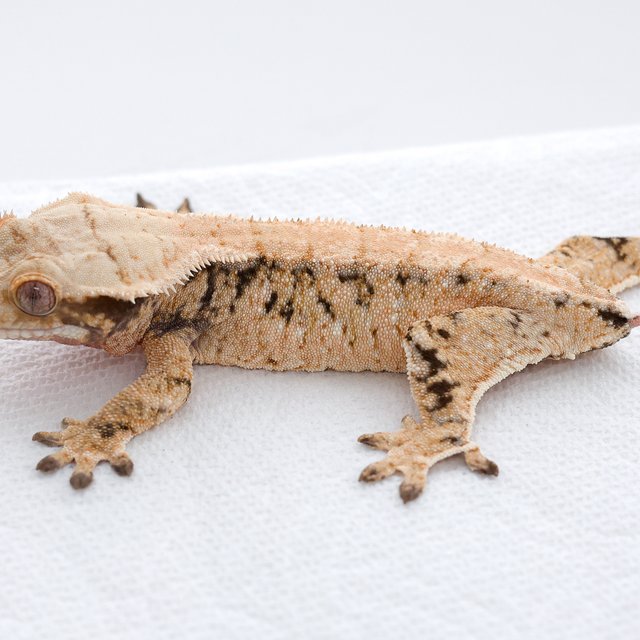 드리피 화이트스팟 트라이 익스트림할리퀸