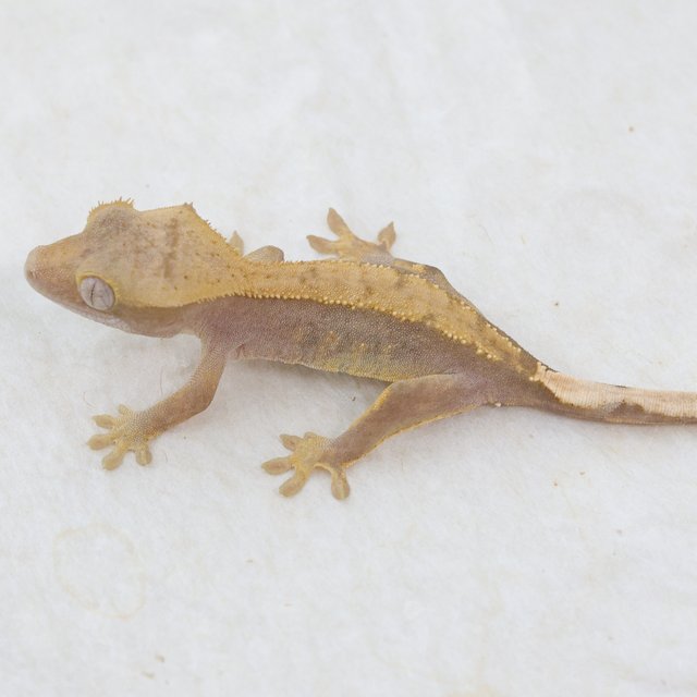Hypo