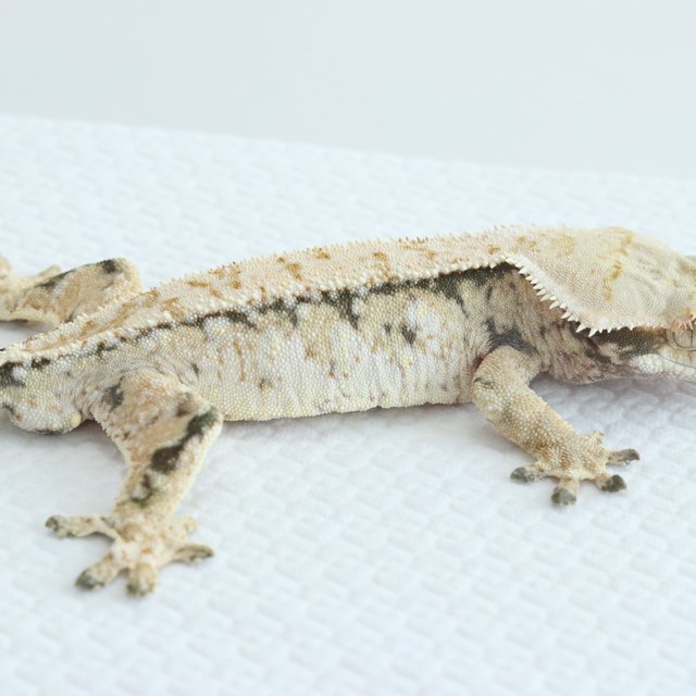 Tri Extreme Harlequin Normal