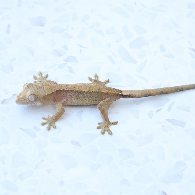 Hypo