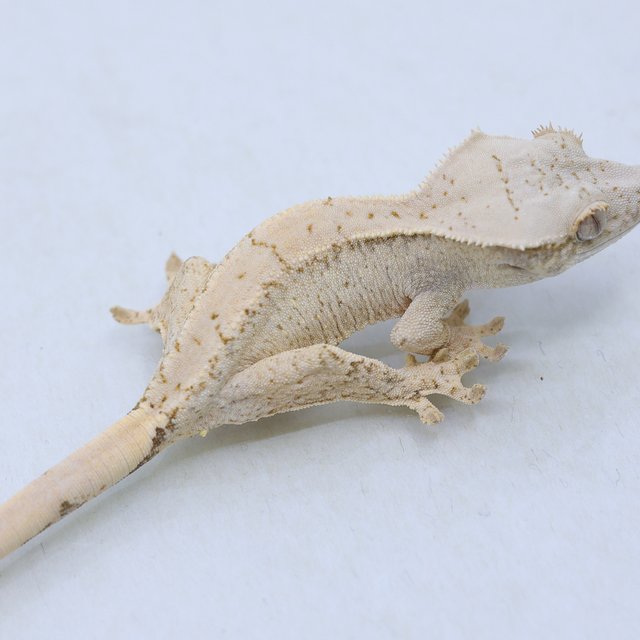 드리피 화이트스팟 트라이 익스트림할리퀸