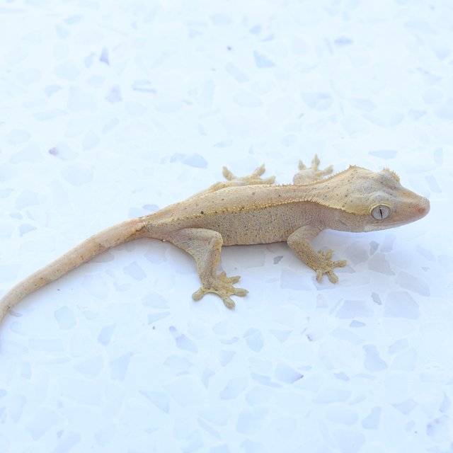 Hypo Phantom