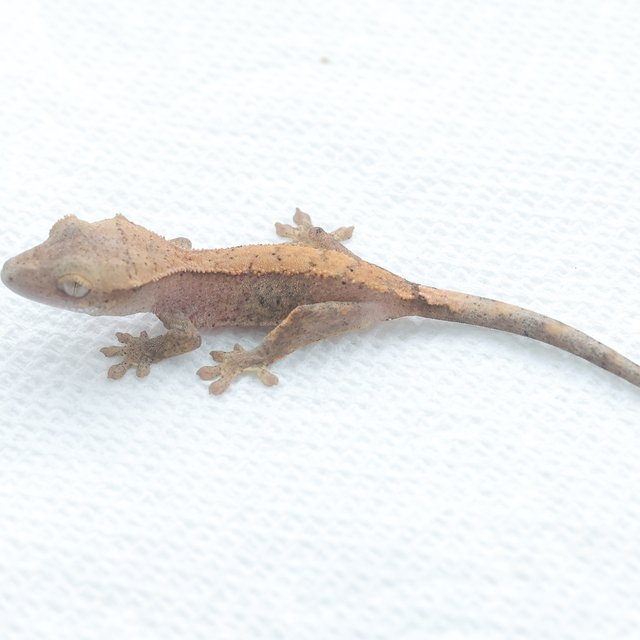 Hypo Normal