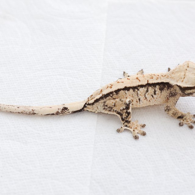 Drippy White Spot Tri Extreme Harlequin Normal