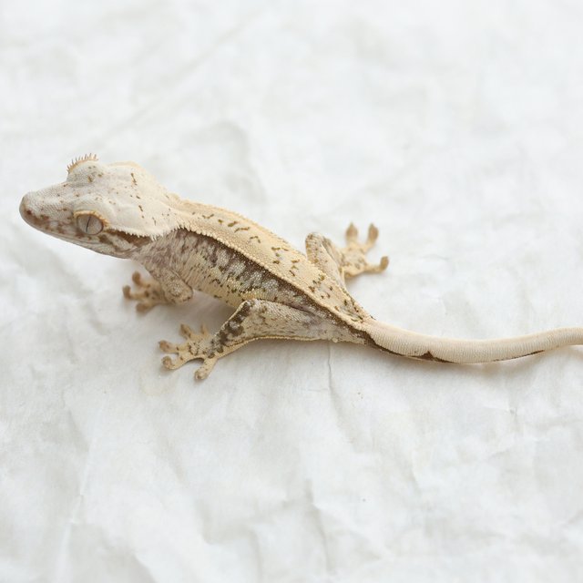Tri Quad Full Pinstripe Drippy White Spot Normal