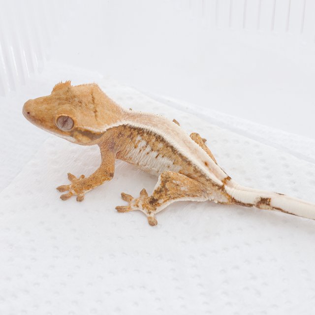 Extreme Harlequin Normal Tri