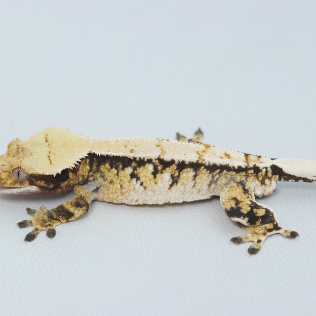 Normal Tri Extreme Harlequin White Spot