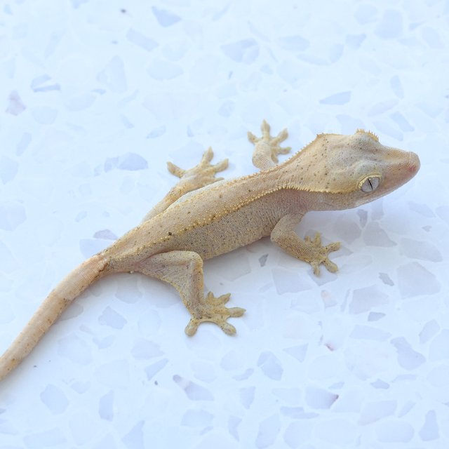 Hypo Phantom