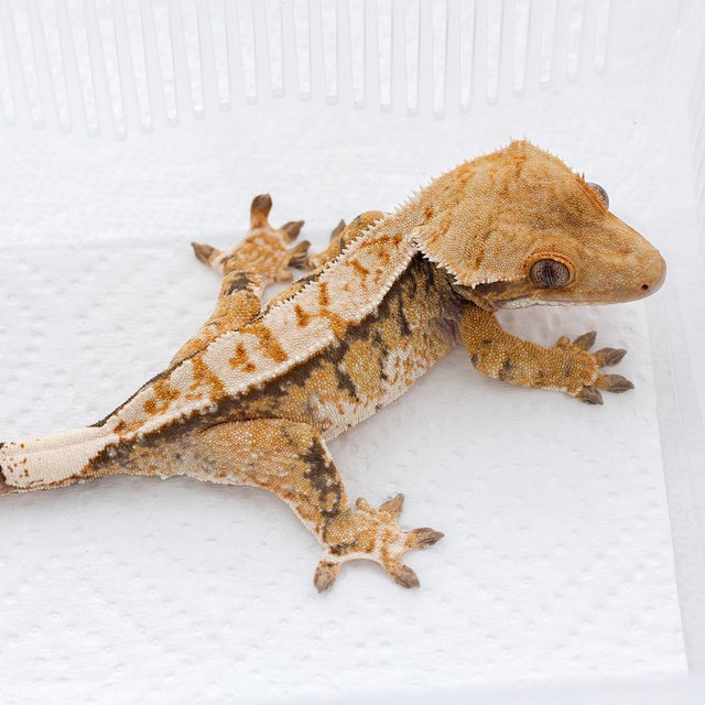 트라이 익스트림할리퀸