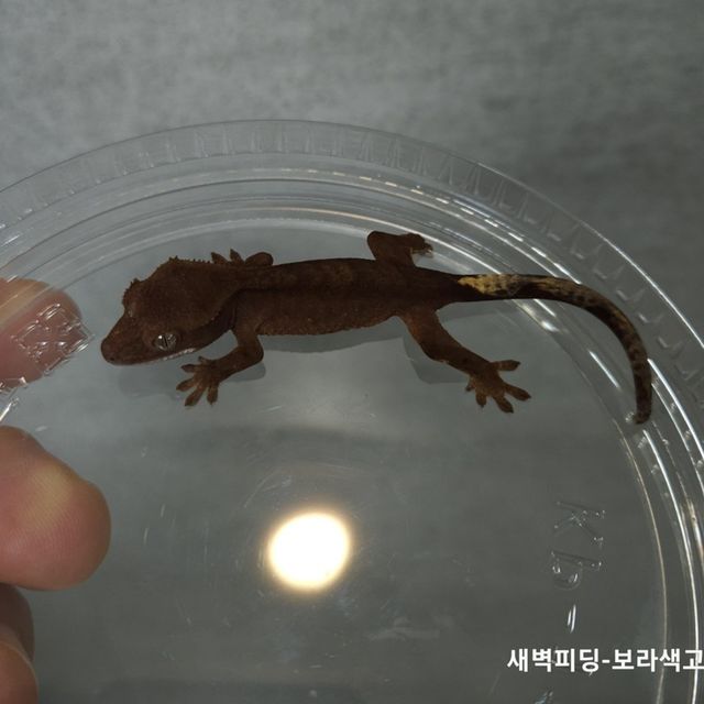 챠콜