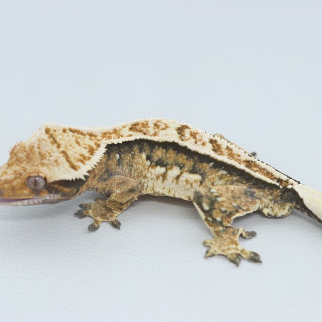 Normal Tri Tangerine Quad Pinstripe