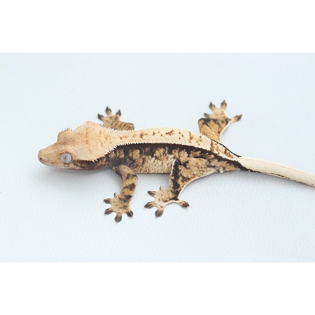 Normal Tri Extreme Harlequin