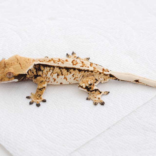 Tri Extreme Harlequin Normal