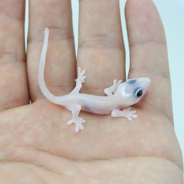 하이포 릴리화이트