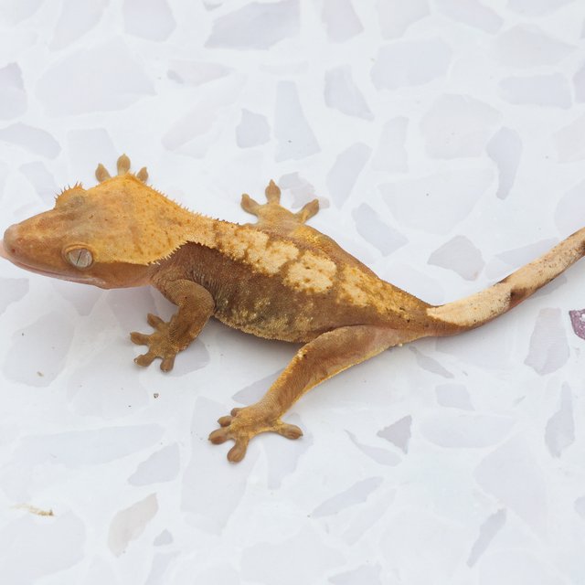 Hypo