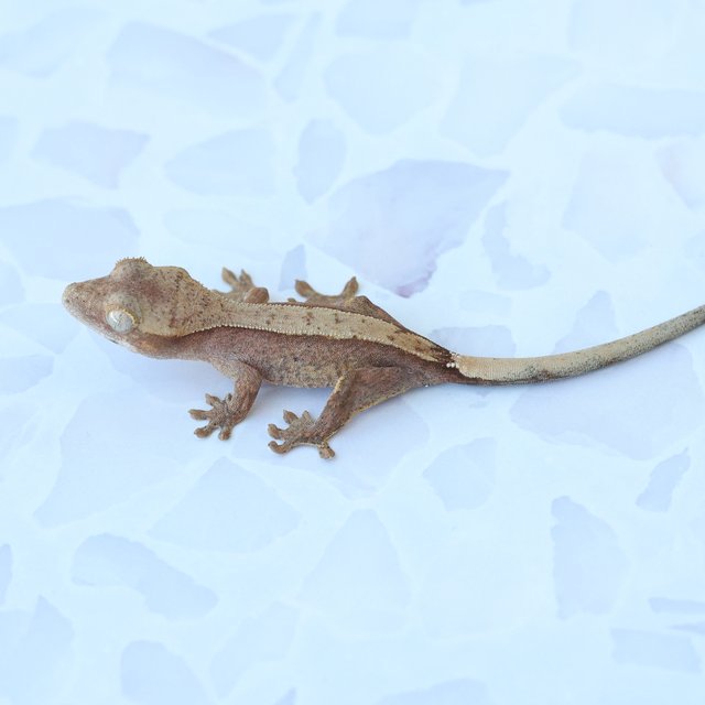 Hypo