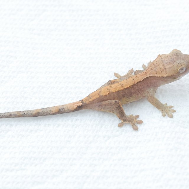 Hypo Normal