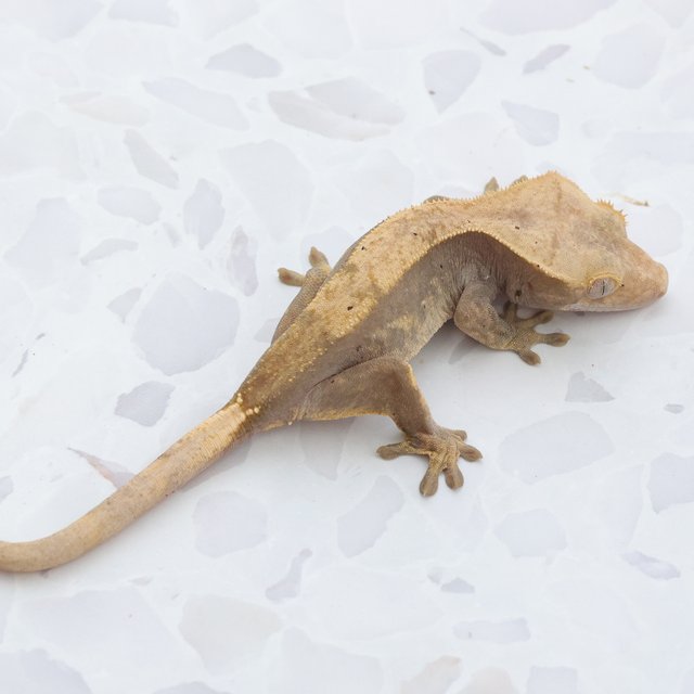 Hypo