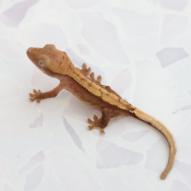 Hypo Normal