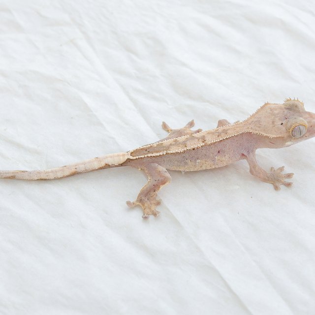 Hypo