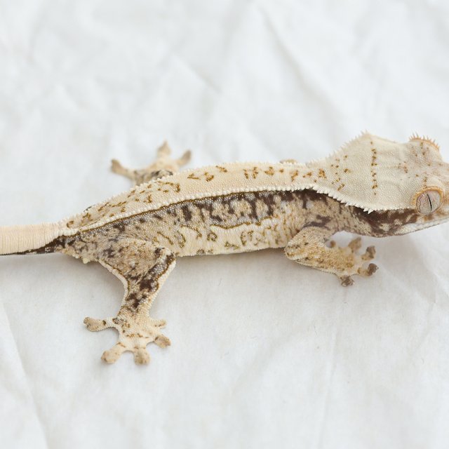 Normal Quad Full Pinstripe Drippy White Spot