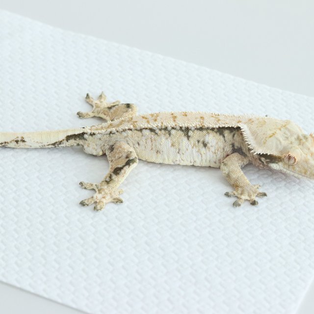 Tri Extreme Harlequin Normal