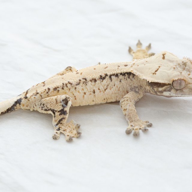 Drippy White Spot Tri Extreme Harlequin Normal